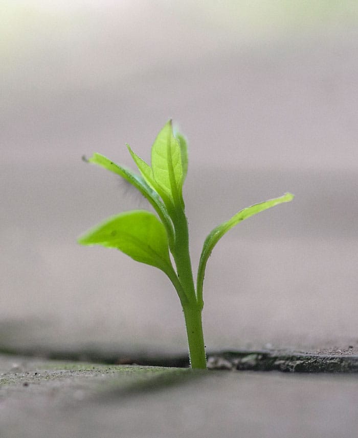 Grüne Pflanze, die resilient aus einem kargen Boden hervorrankt